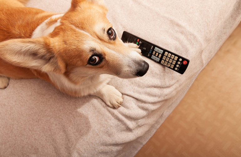 Doggy mysteries