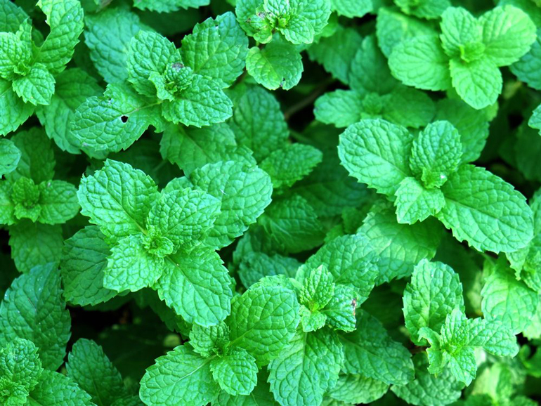 Peppermint