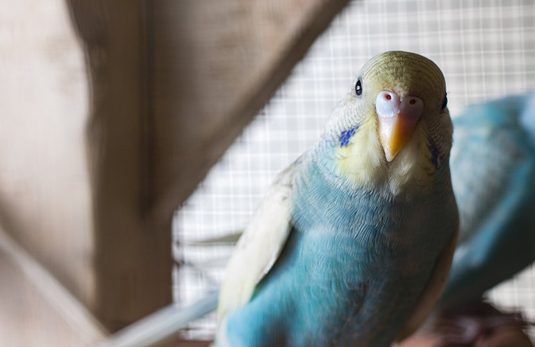 Birds also dream