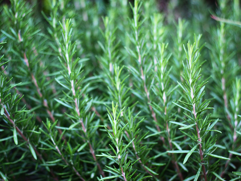 Rosemary