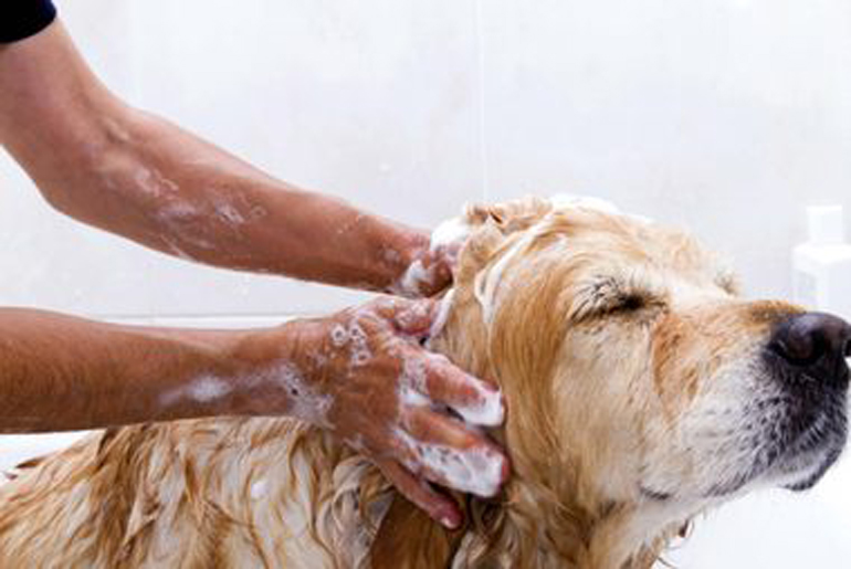 Give your dog a bath