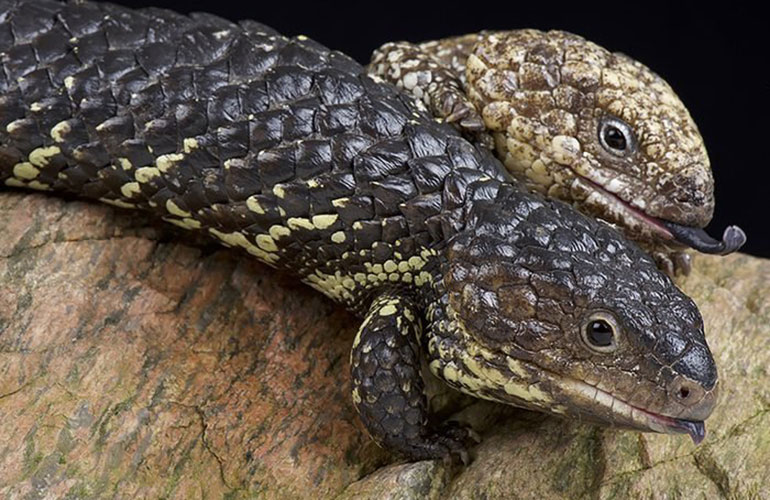 Reptiles also dream