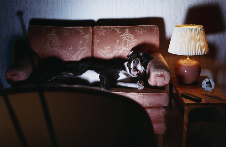 Do dogs watch TV?
