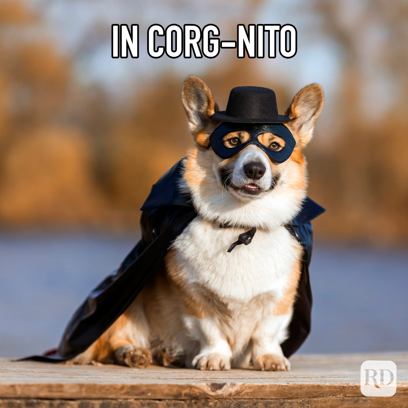 A master of disguise