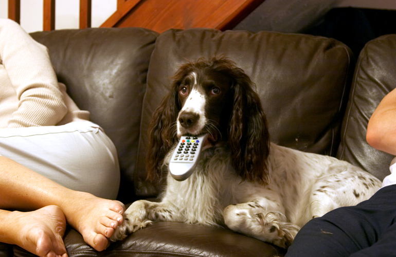 Is it OK for dogs to watch TV?