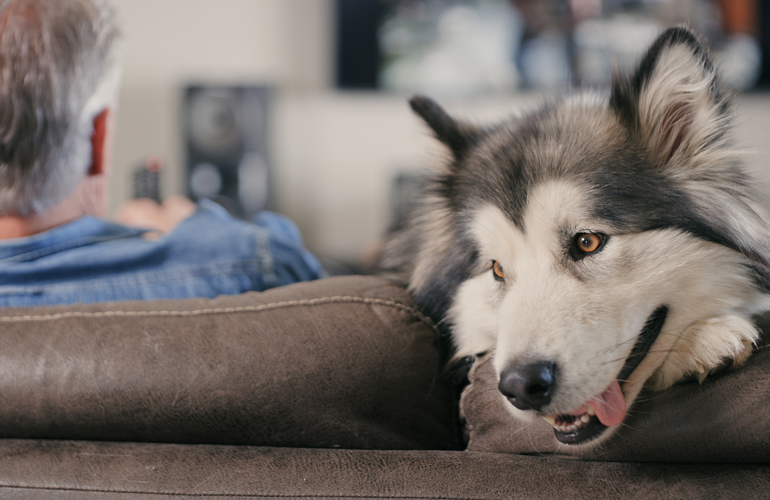 Why do some dogs watch TV and others don’t?