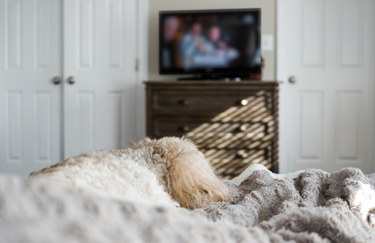 Should you leave the TV on for your dog when you’re not home?