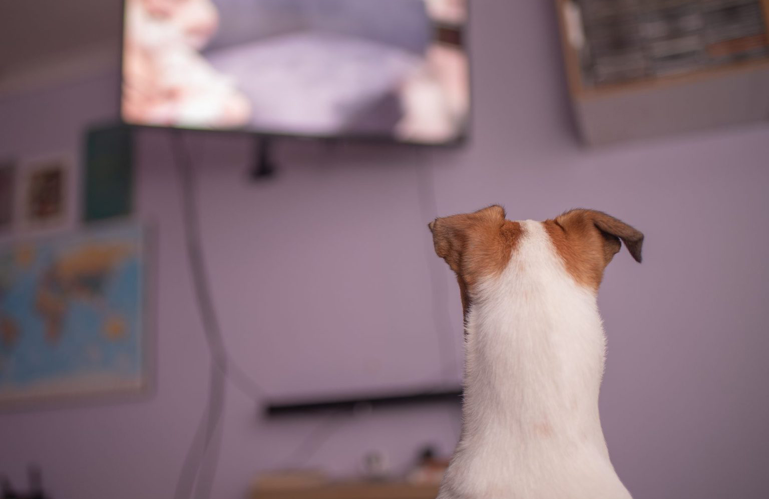 Do dogs know that TV isn’t real?