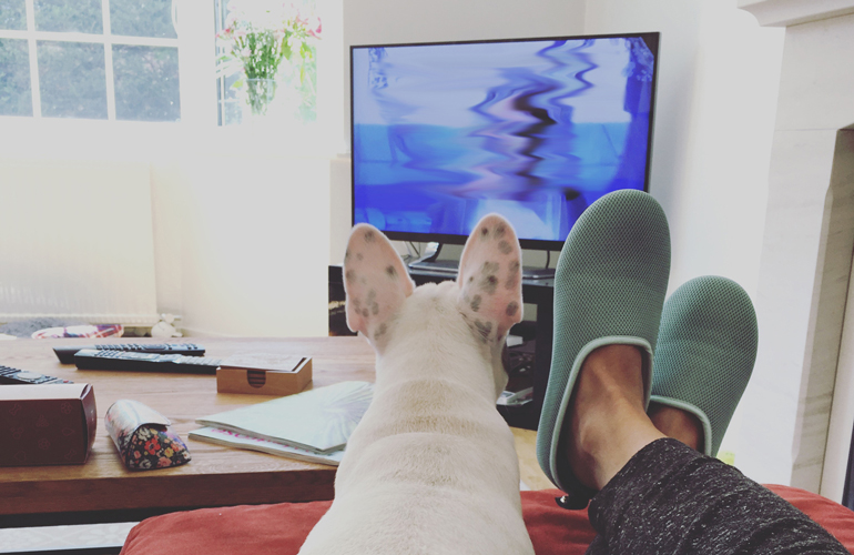 What does TV look like to dogs?