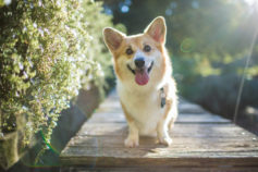 11 easily trainable dogs that make obedient pets