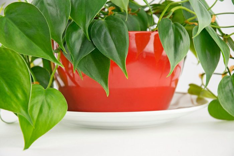 A healthy philodendron plant with green leaves