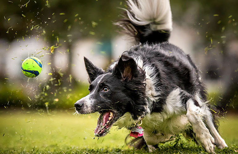 Border collie
