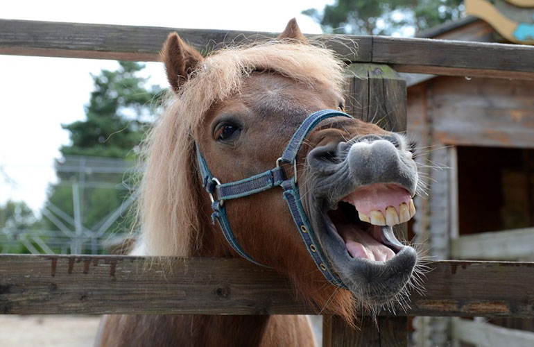 A horse walks into a bar.