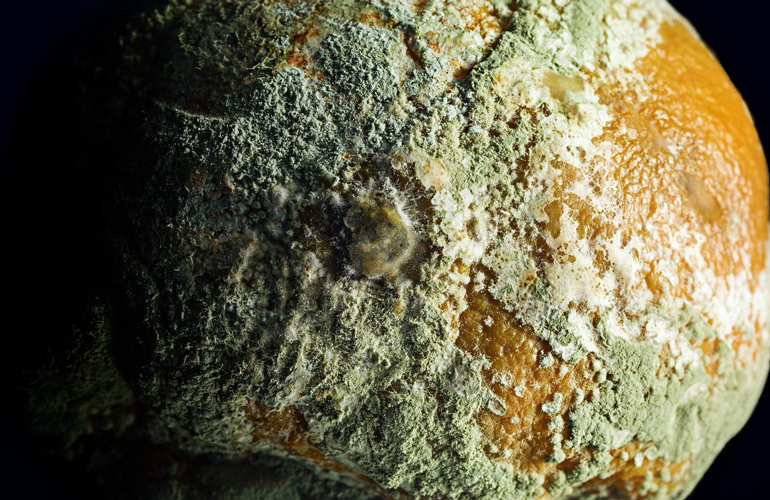 The damaging effects of mould