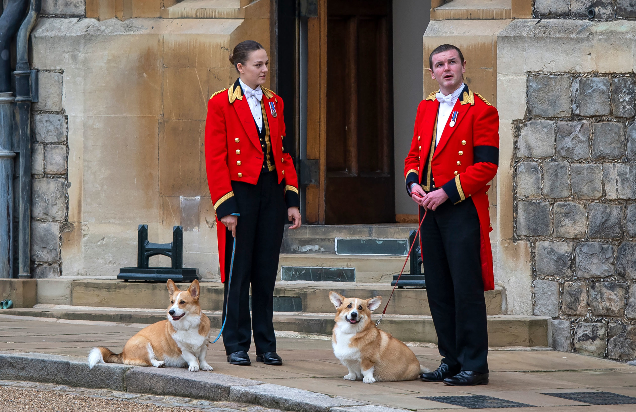 Royal dogs