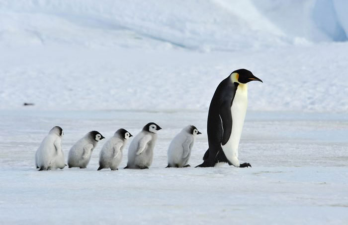 Penguins have been around for a long time
