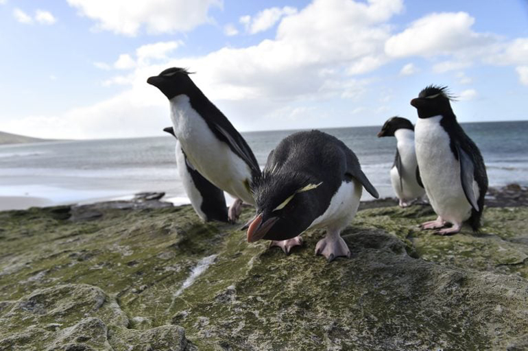 Sea Lion Island, Falkland Islands