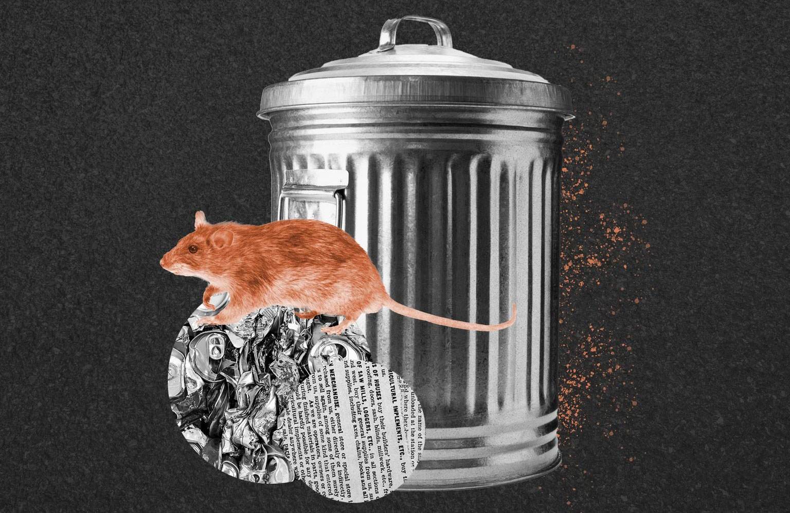 Dead rats