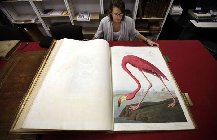 Birds of America