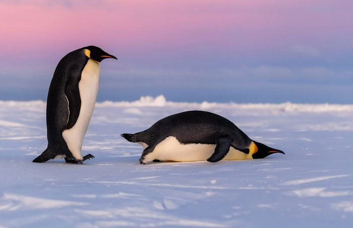 Emperor penguins are the largest species