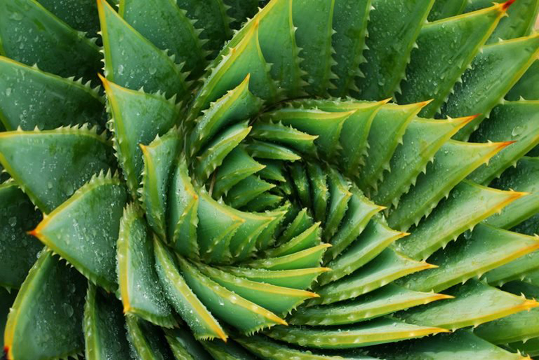 Plants