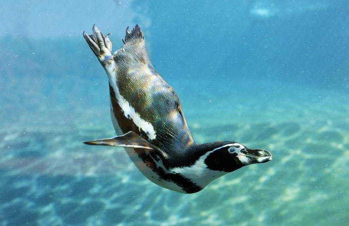Penguins are expert swimmers
