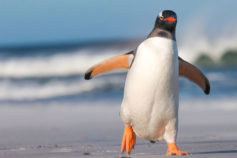 15 facts (and pictures!) that prove penguins are the world’s most adorable animals