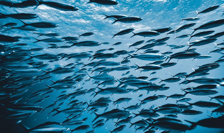 Animals and fish