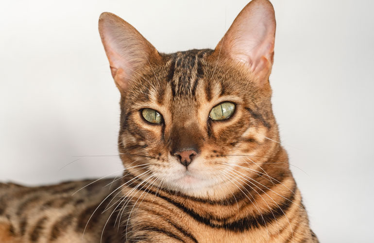 A pretty good teacher, for a cat