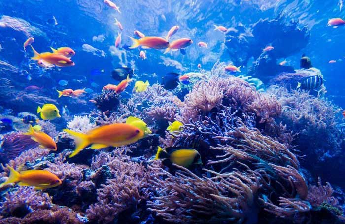 It comprises 99 per cent of the planet’s habitable space