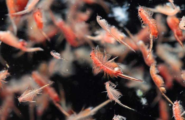 Most of Earth’s oxygen comes from the oceans