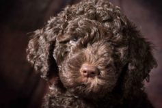 cute brown puppy