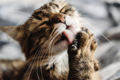 7 real reason cats are always cleaning themselves