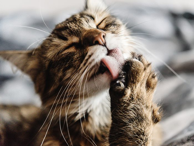 Why do cats lick themselves so much?