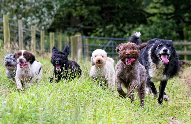 Dog myths are everywhere