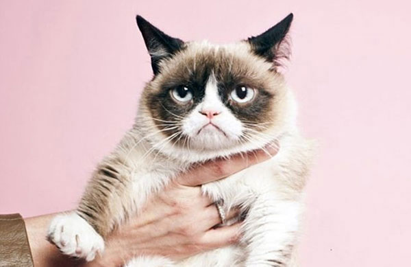 Tardar Sauce aka Grumpy Cat