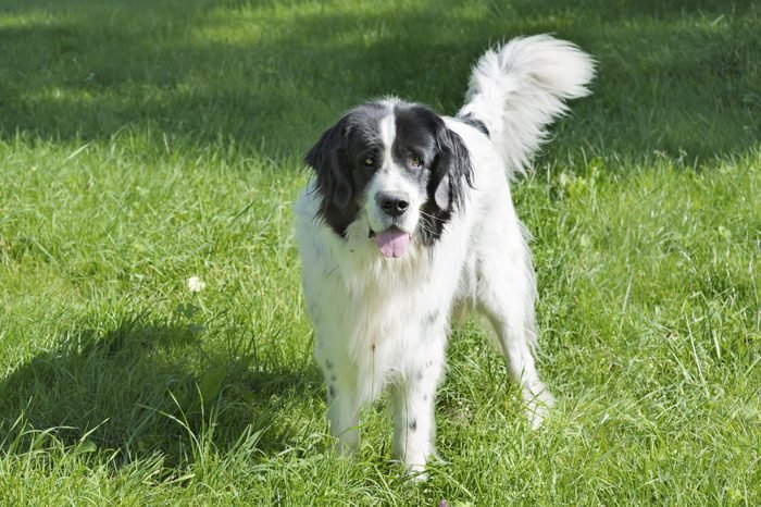 A wagging tail always means a happy dog