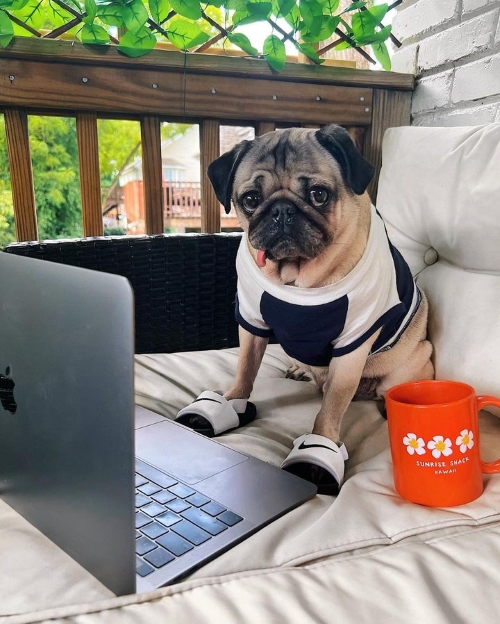 Doug the Pug