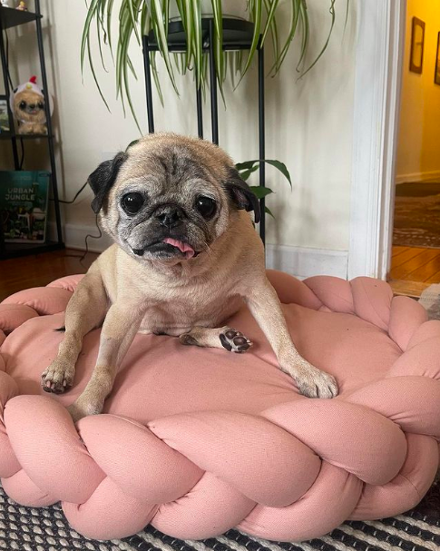 Noodle the Pug