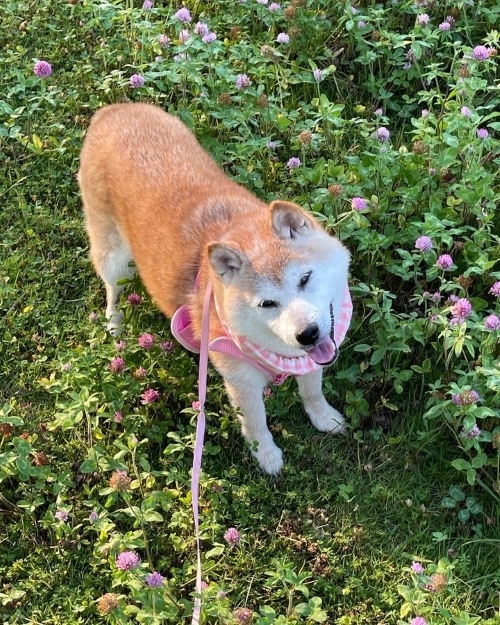 Kabosu aka Doge