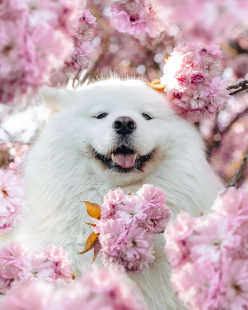 Maya the “Polar Bear”