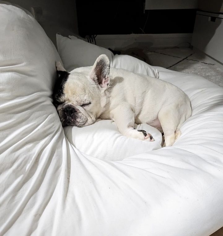 Manny the Frenchie