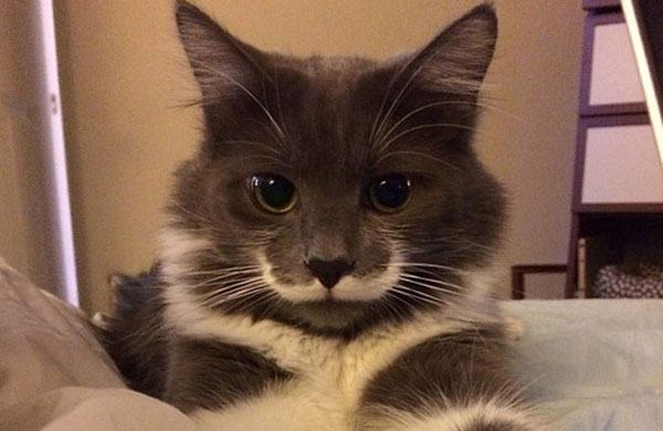 Hamilton The Hipster Cat