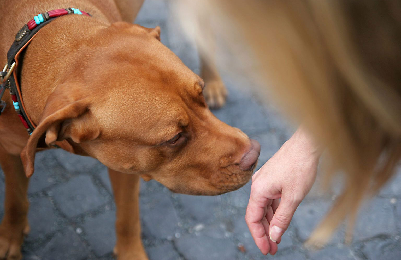 Garlic is a natural flea and tick remedy