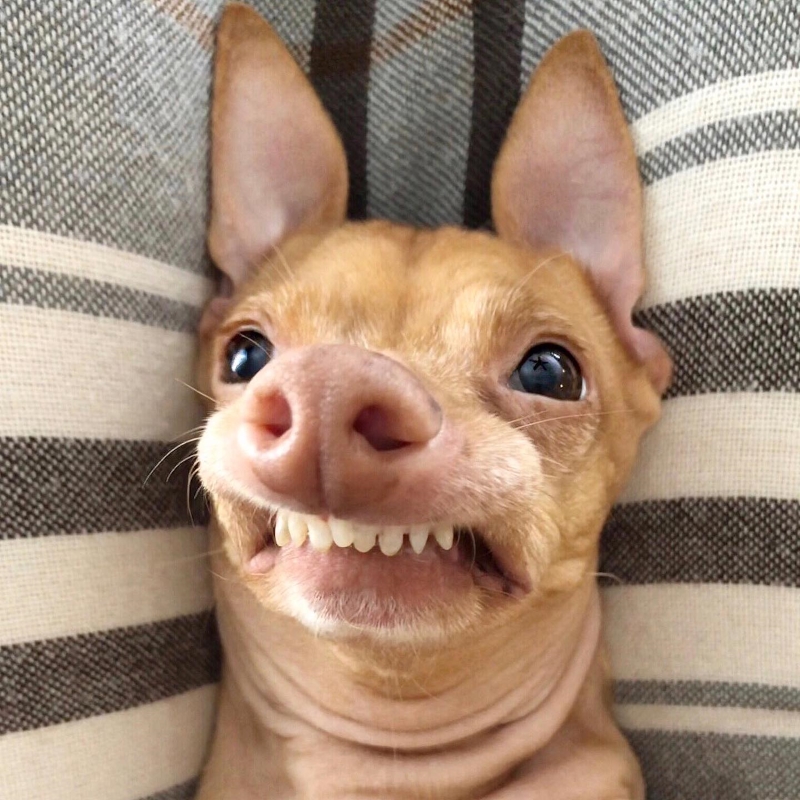 Tuna