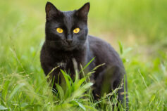 The 12 smartest cat breeds that are equally cute and clever