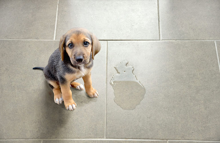 Rubbing your dog’s nose in an accident curbs future behaviour