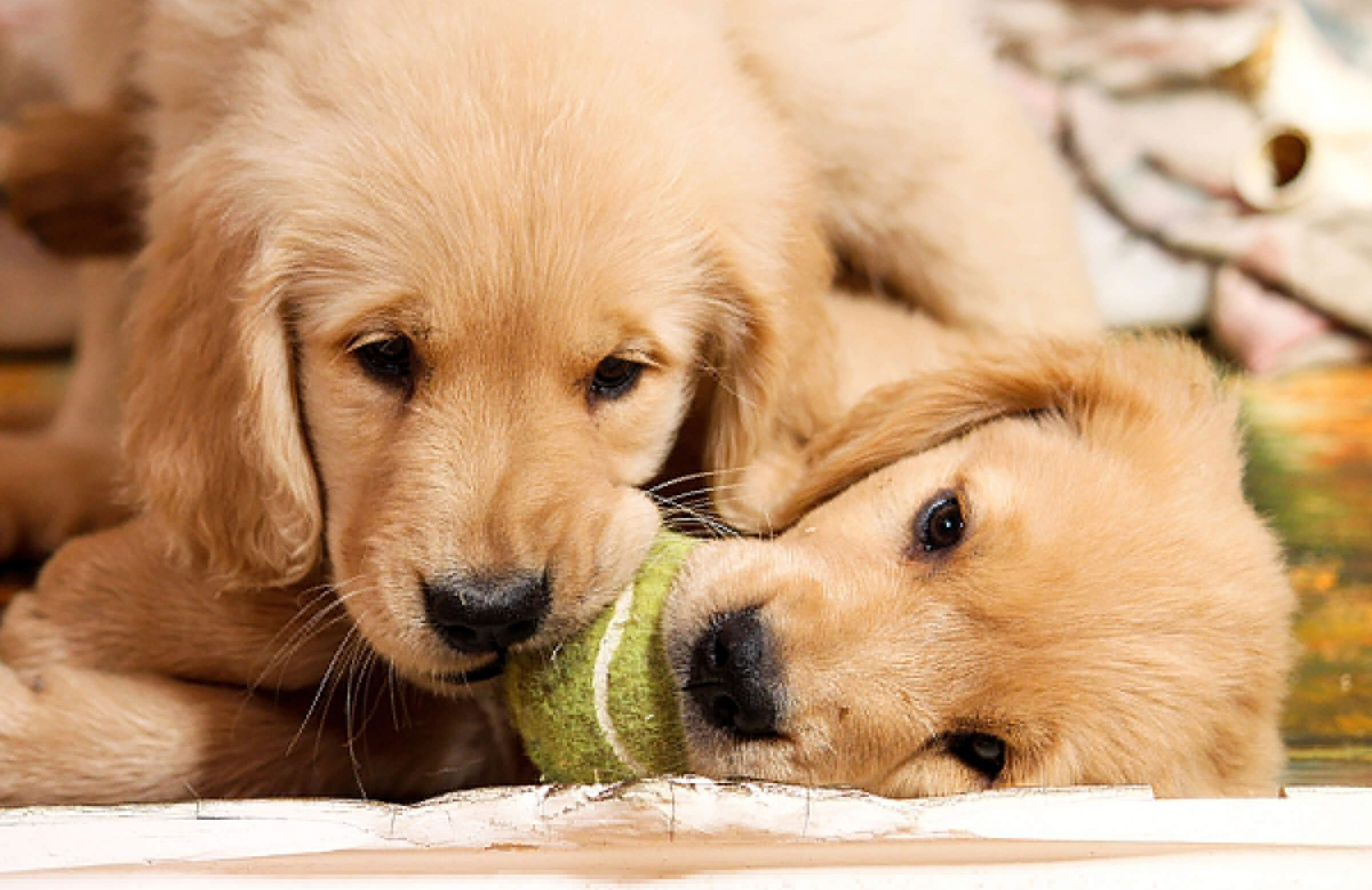 Two puppies at once is best (they’ll have a playmate)