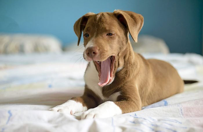Dogs yawn when they’re tired