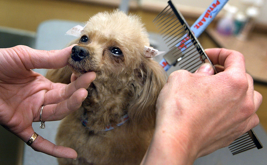 Short-haired dogs don’t need grooming